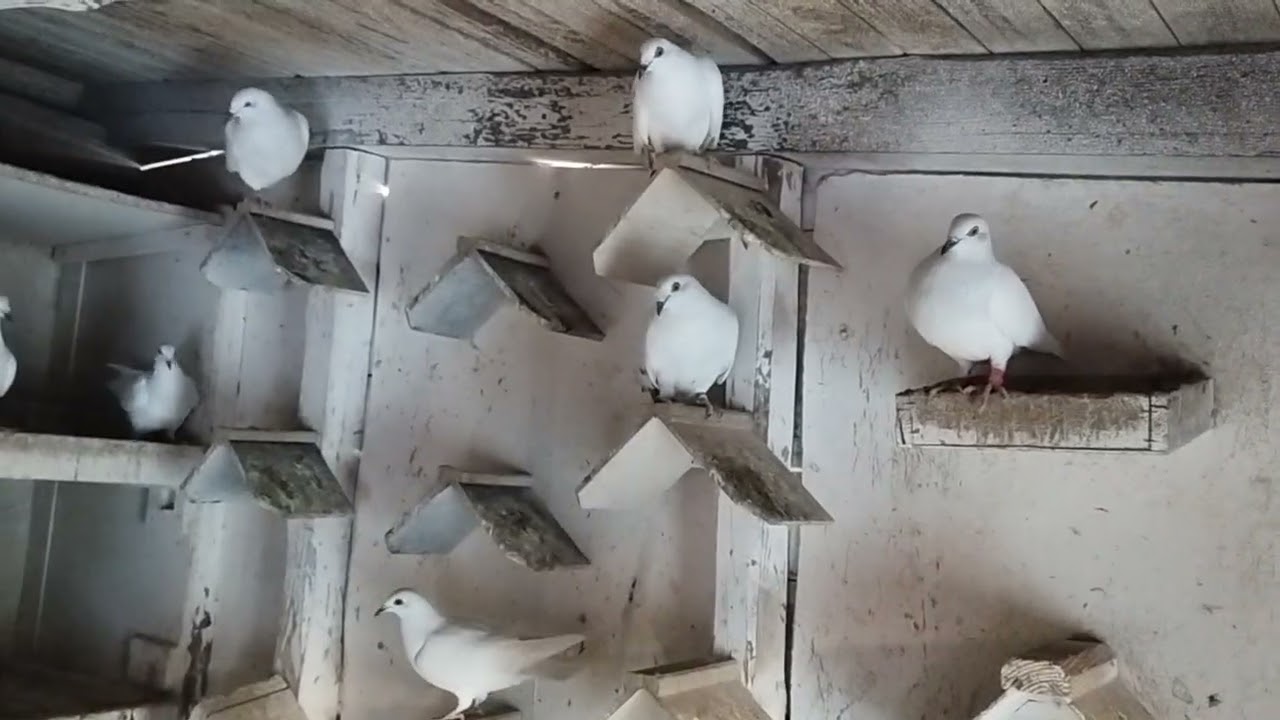 CO NOWEGO DOJECHAŁO? 🤔SETKI ŁABĘDZI ZDROWYCH ZAMARZŁO W ZATOCE PUCKIEJ ZAMIECIONE POD DYWAN!!!