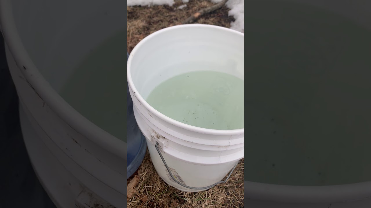 How I use maple water to boost my immunity