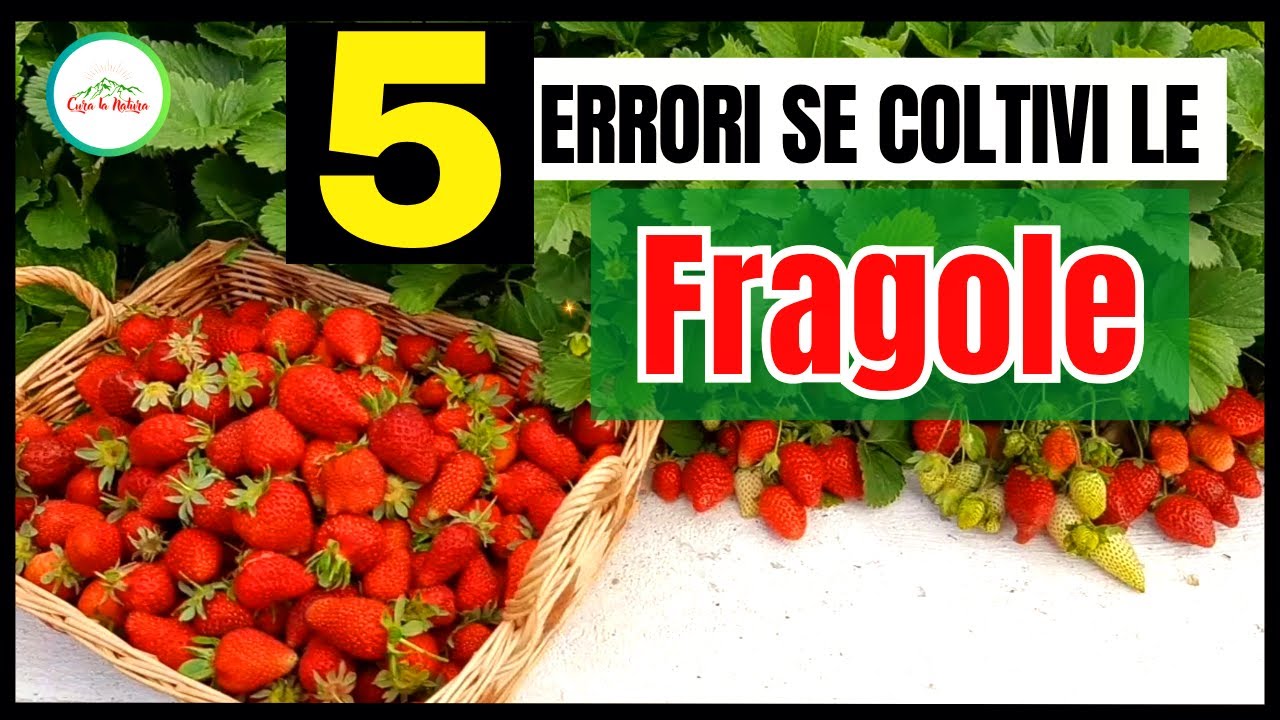 Fragole - Se Coltivi Le fragole non commettere questi 5 ERRORI