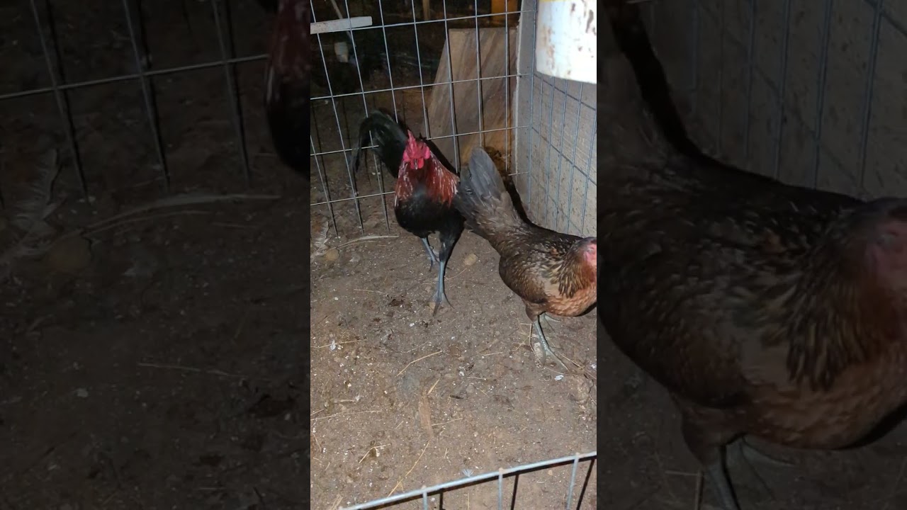 How to Select brood HENS or PULLETS.