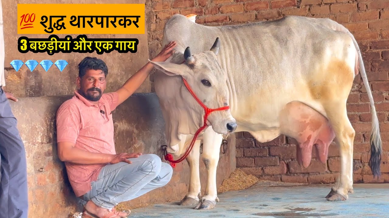 शुद्ध 💯 थारपारकर की 3 बछिया और एक गाय || सभी की सभी 💎💎💎💎……..