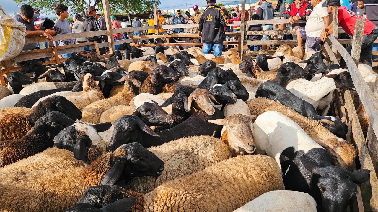 FEIRA DE CAPRINOS, OVINOS E SUÍNOS DE CARUARU PE, TERÇA FEIRA, (15/07/25) #nordeste