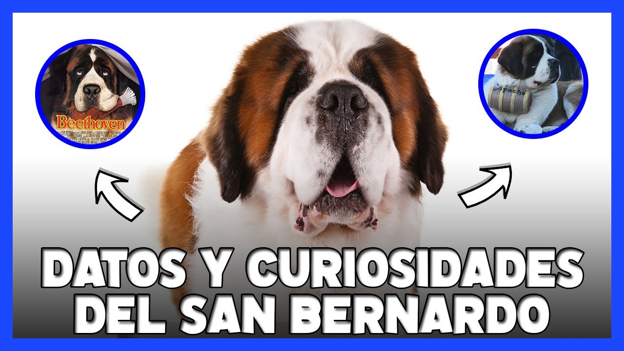SAN BERNARDO: 10 Datos y Curiosidades sobre este adorable perro 🐾
