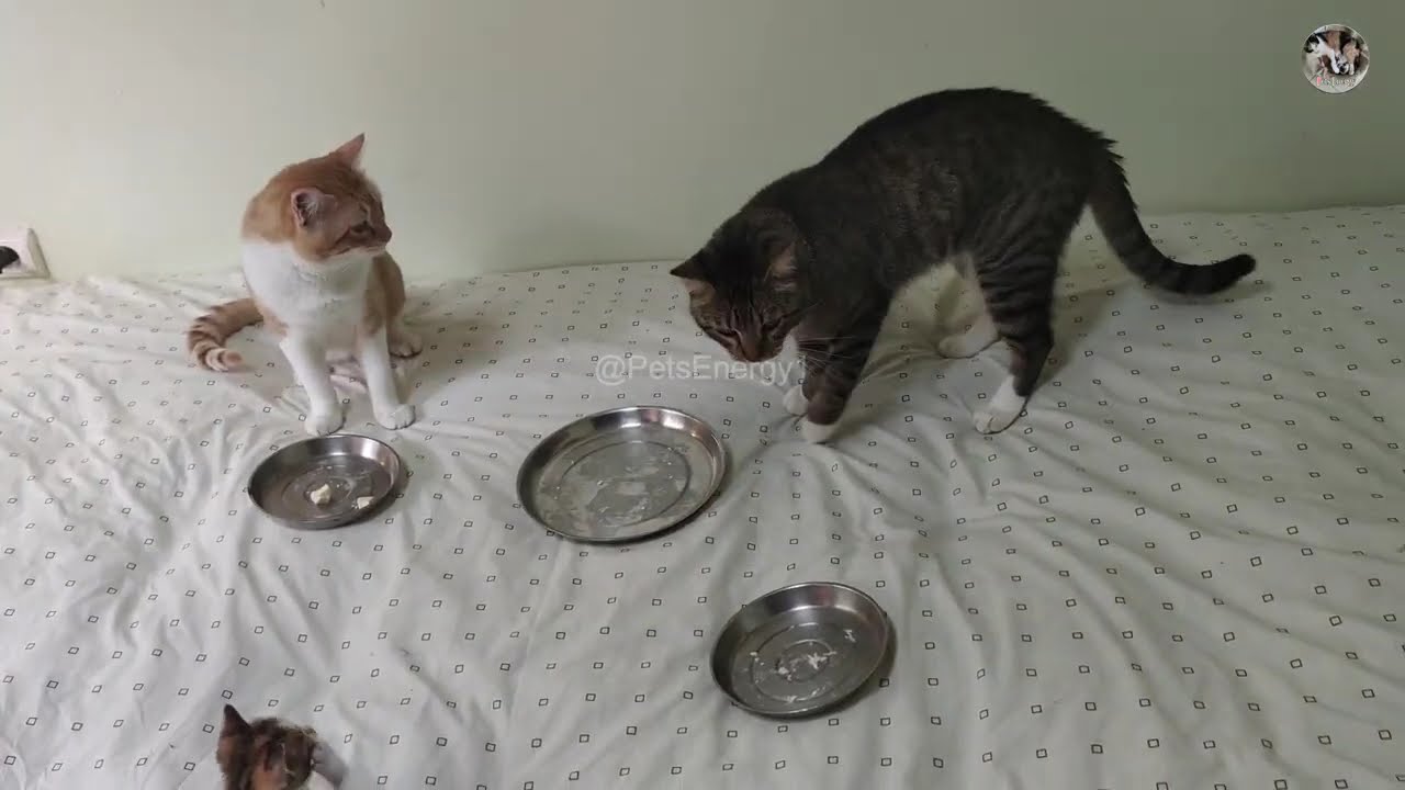@PetsEnergy1 Day 33 Cute Kittens Simba Cloe And Cats Leo Mind Oscar And Fitness Playing On My Bed