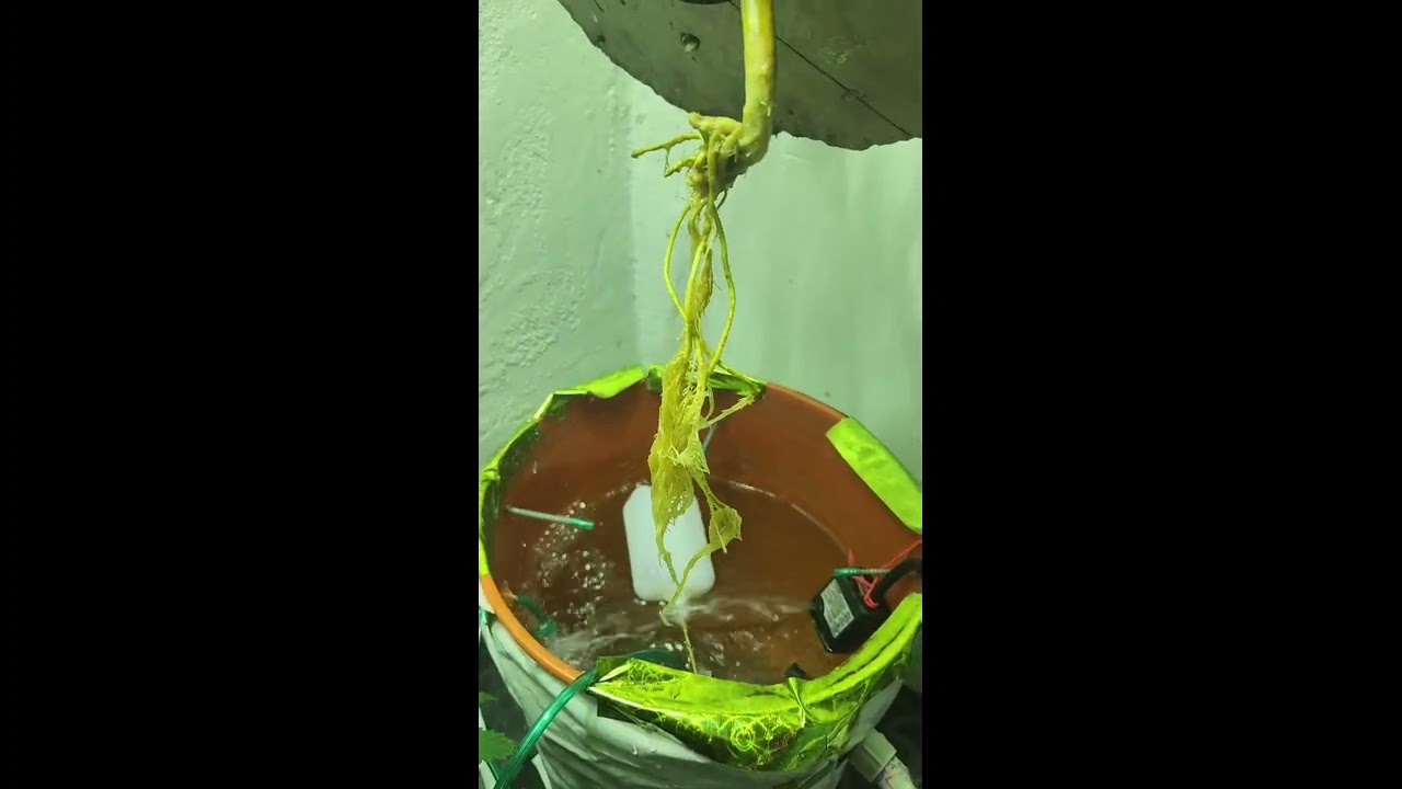 Root Rot #cannabiscommunity #weed #weedlife #cannabis #weedforlife #cannabisculture #cannabisgrower