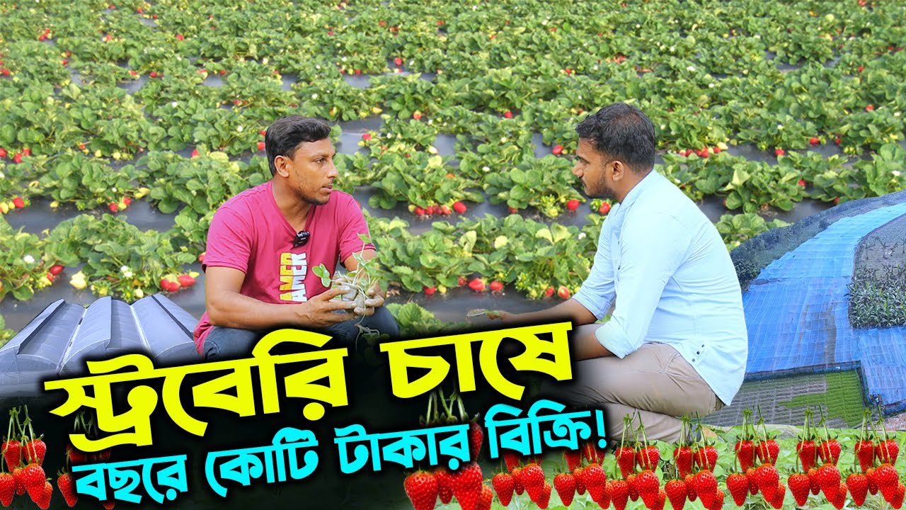 স্ট্রবেরি ফল চাষ ও চারা বিক্রি করে বছরে কোটি টাকার ব্যবসা যুবকের | উদ্যোক্তার খোঁজে