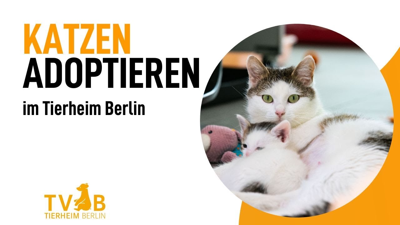 Eine Katze aus dem Tierheim Berlin adoptieren - so geht&acute;s 😺