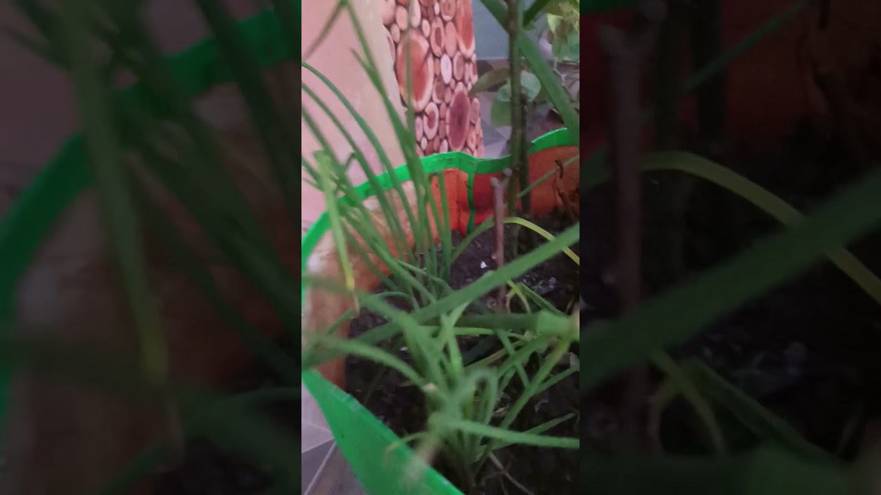 👈👈🌿☘️🍀हरे प्याज की बहार बेमिसाल टेस्ट सेहत में बेस्ट 👍👍👍