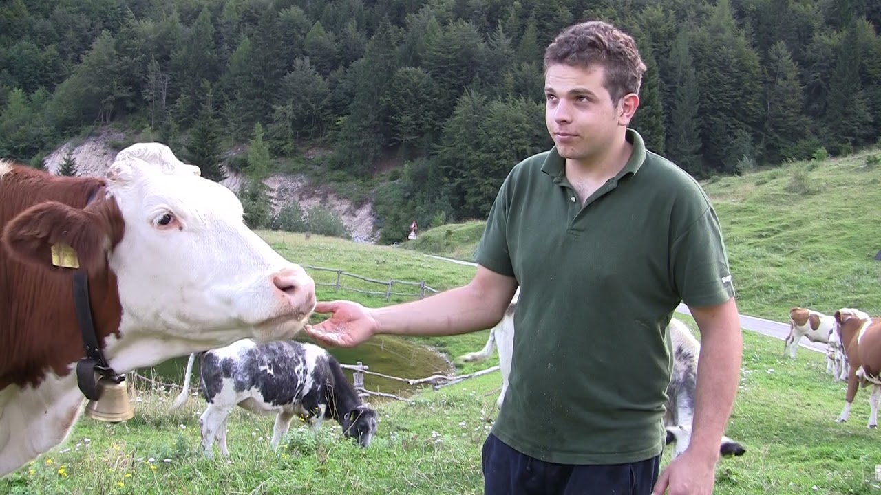 In malga Borcola