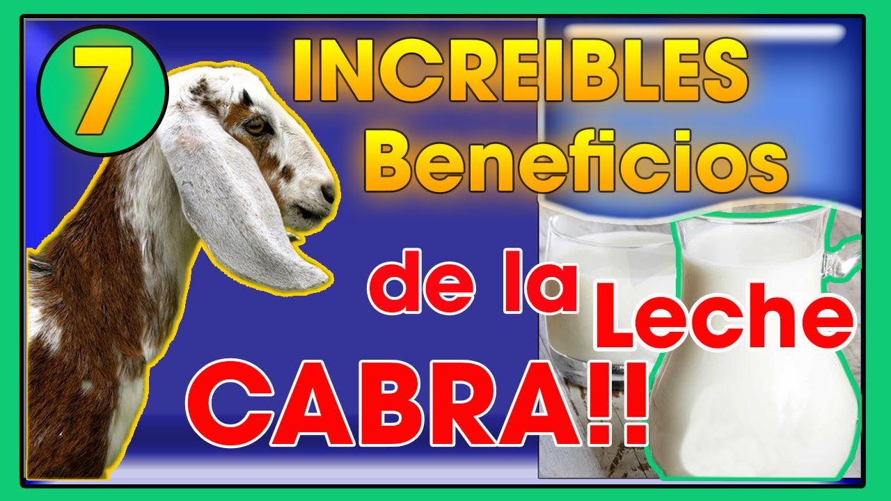 LECHE de cabra 7 incre&iacute;bles BENEFICIOS  de esta  | Ing. Jannin Hern&aacute;ndez Bland&oacute;n