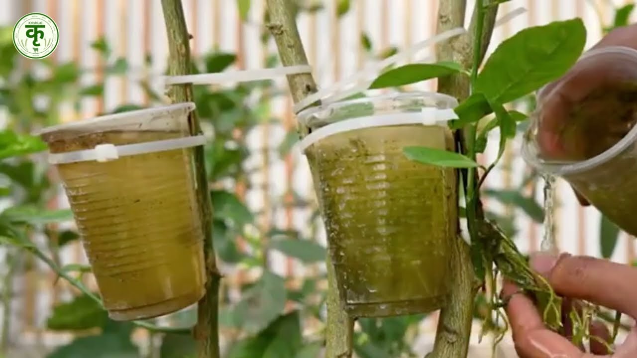 Lemon Plant Water Layering Experiment | नींबू की टहनी से नया पौधा तैयार करें #lemon