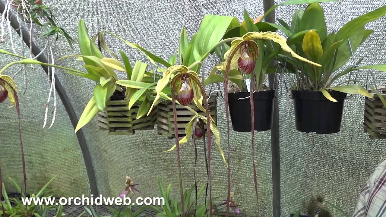 Orchid Web - Long Petaled Phragmipediums