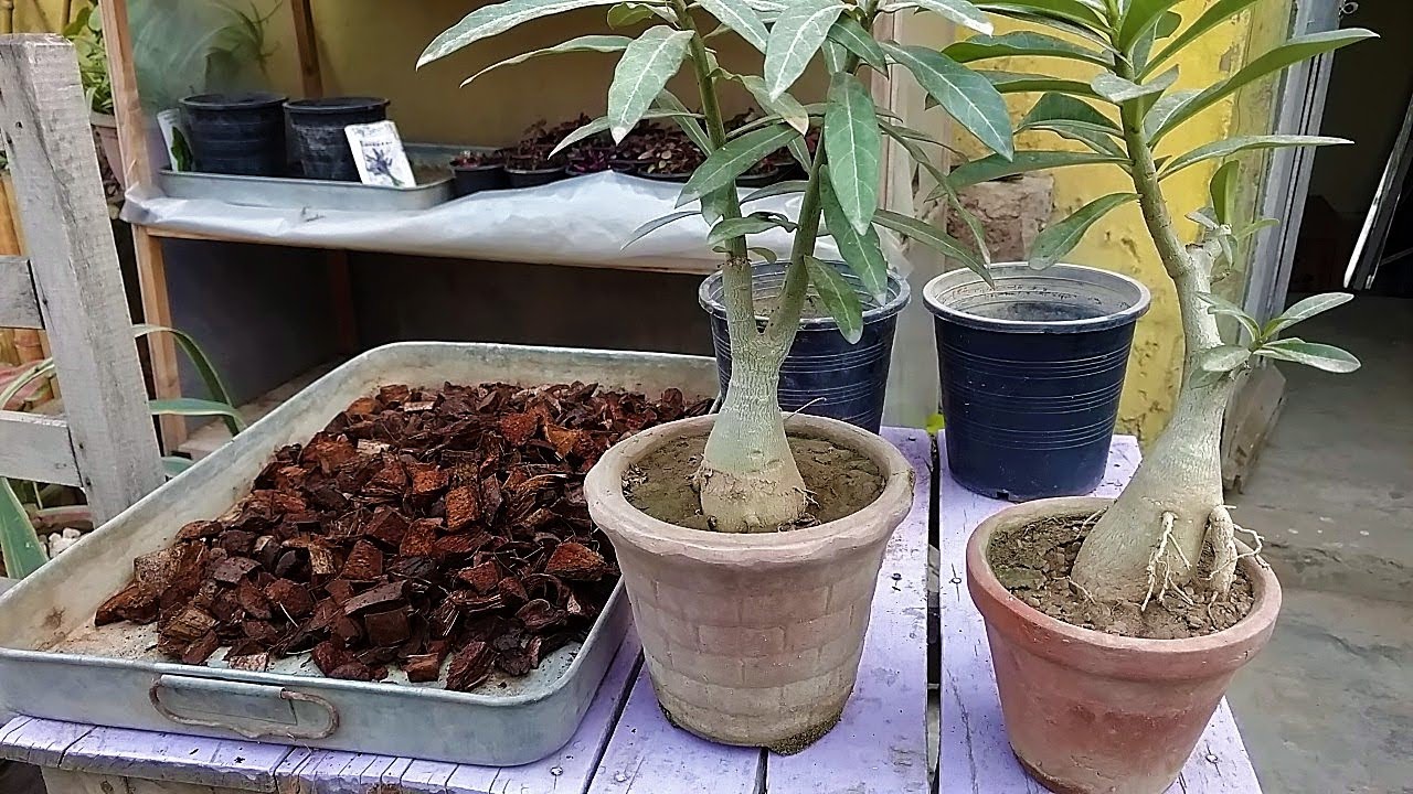 Adenium Plant in Coconut Husk Chips || What Is Coco Husk