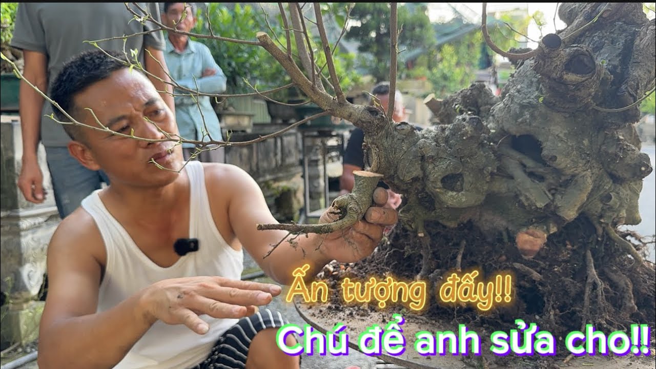 Namle bonsai| Cốt già khiến Nam ấn tượng từ cái nhìn đầu- Tạo tác lại giúp e Kiệm(Thanh Trì-Hà Nội)