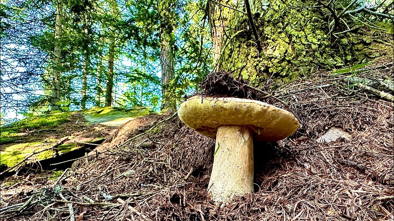 Bingo!! Nonostante tutto🤙-Funghi Porcini 2024