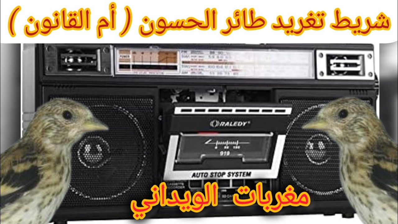 تغريد الويداني لتلقين فراخ الحسون و هجين لطائر الفائز بالرتب الاول في مسابقة بني ملال (حسن المسفيوي)