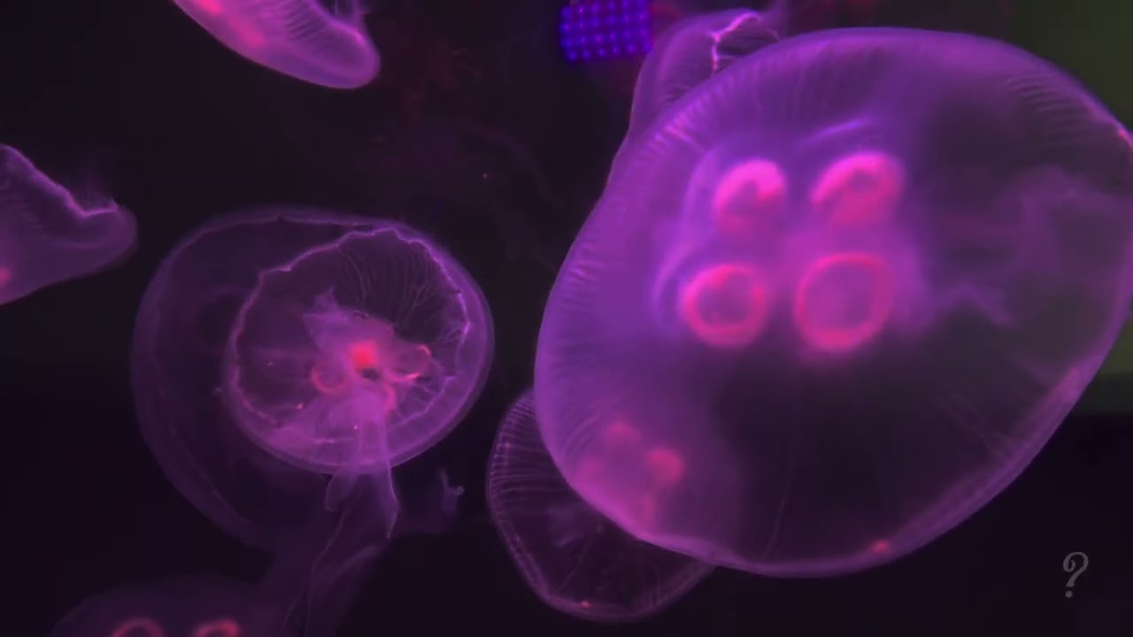 weird fishes?