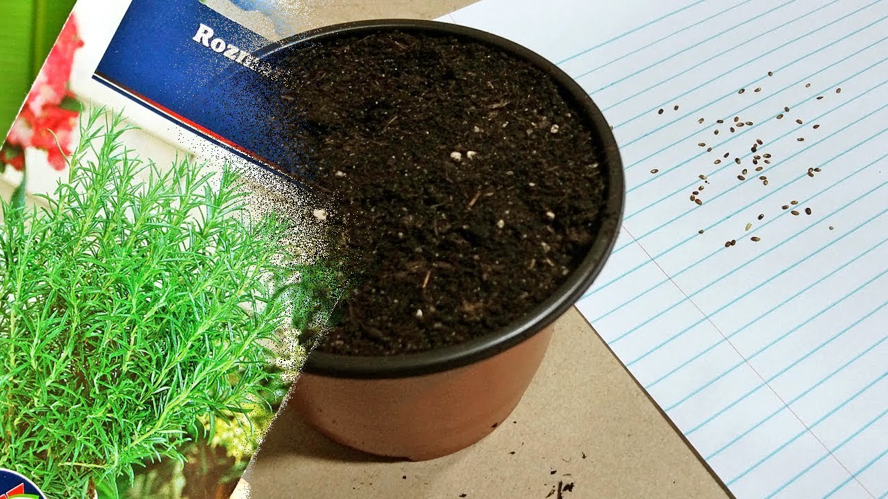 Planting Rosemary from seed