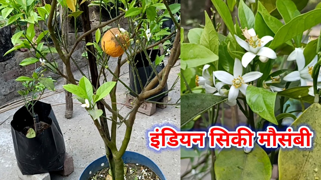इंडियन सिकी मौसंबी का मार्च महीने में टेस्ट रिव्यू #mosambitestreview