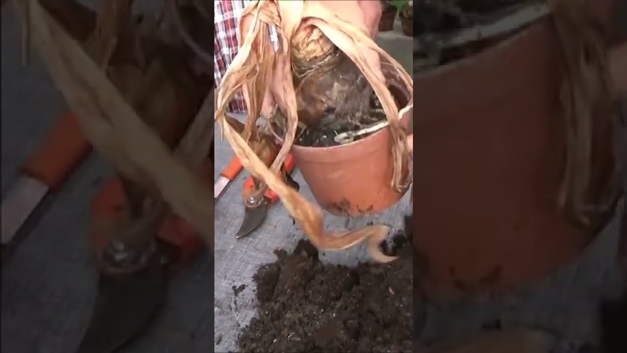 Jardinage: Amaryllis: Comment faire refleurir un bulbe d'amaryllis 