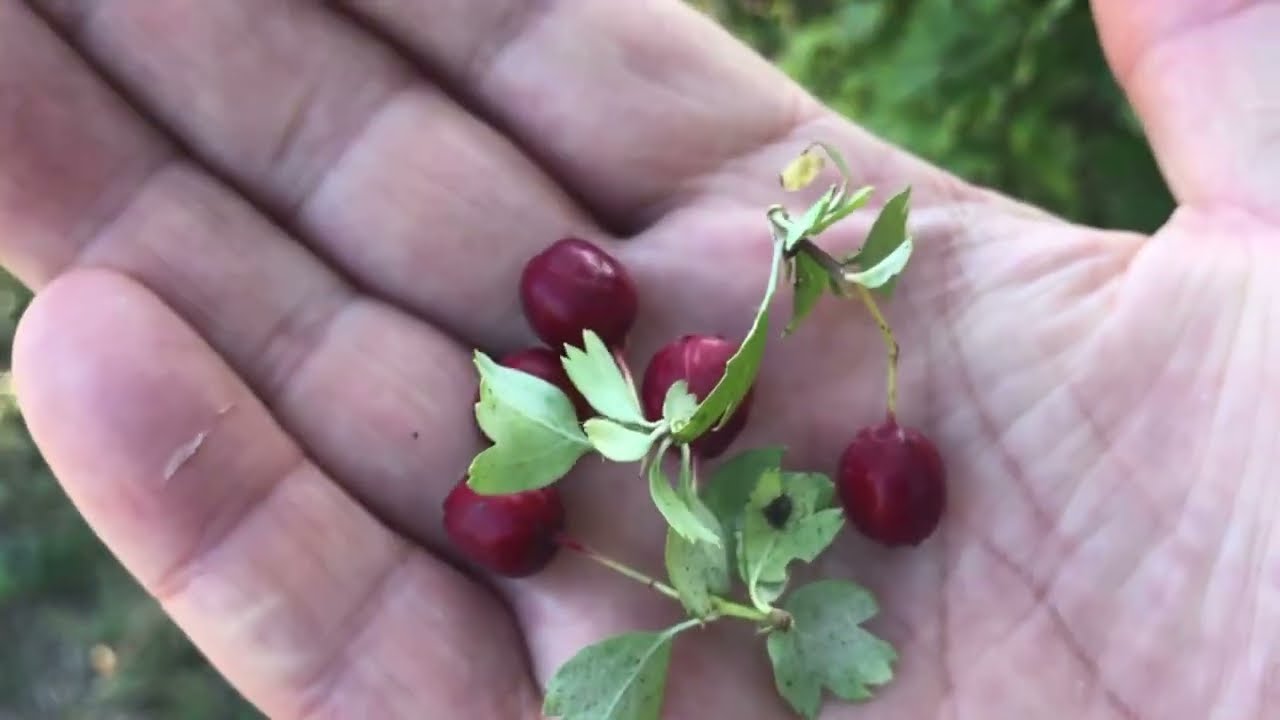 Yabani Orman Meyvesi Adi Alıç Faydaları Crataegus monogyna
