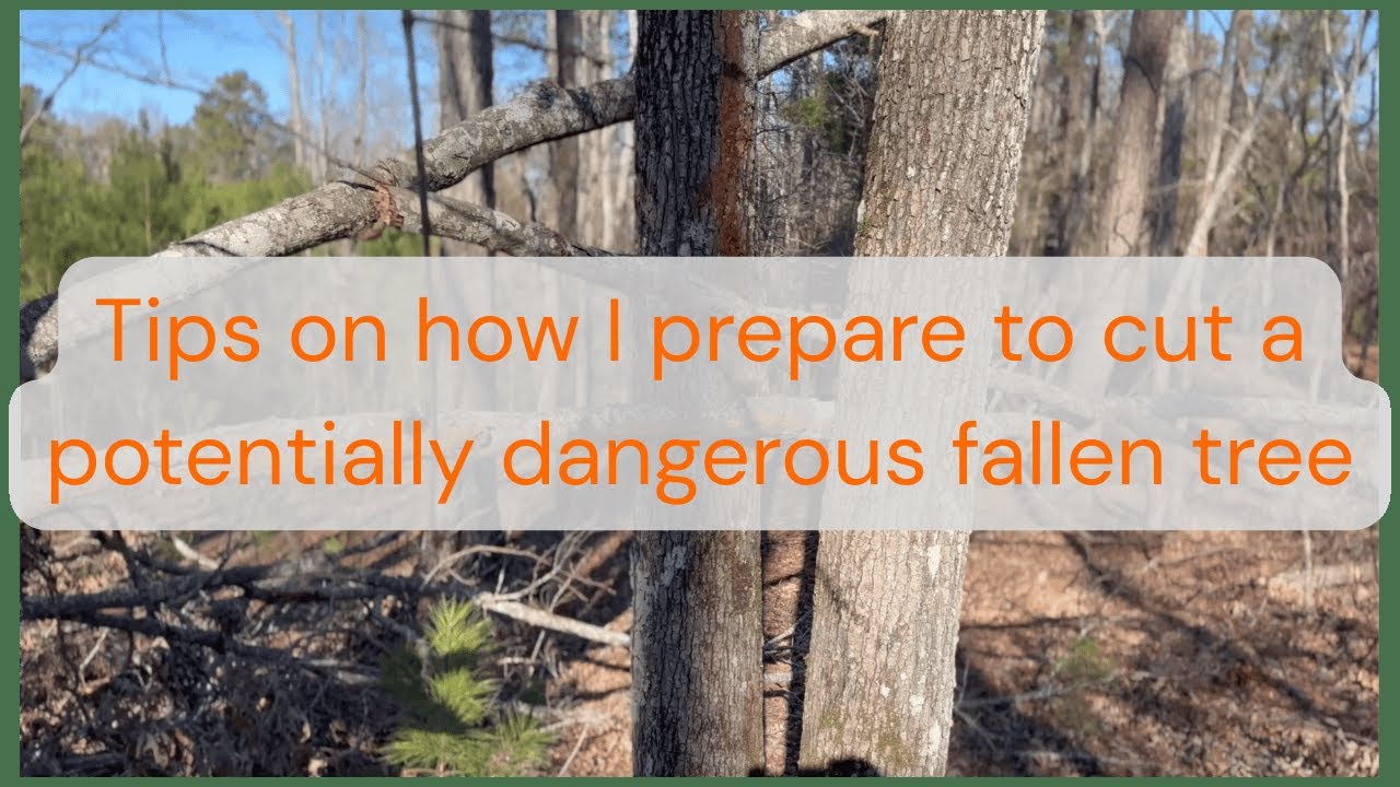 Tips on how I prepare to cut a potentially dangerous fallen tree