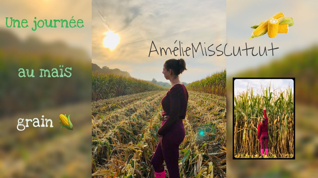 Une journée au maïs grain - [2k21] 🌽