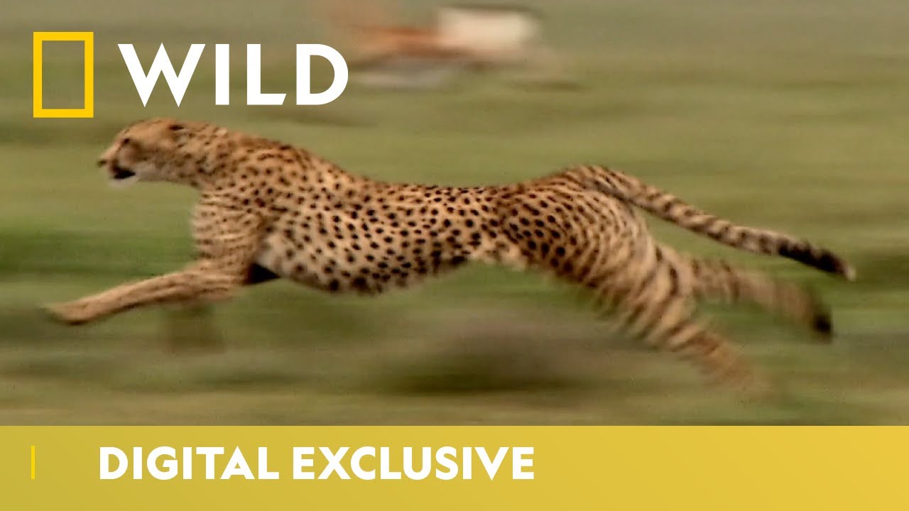 World's Fastest Land Animal | Cheetah Facts | National Geographic Wild UK
