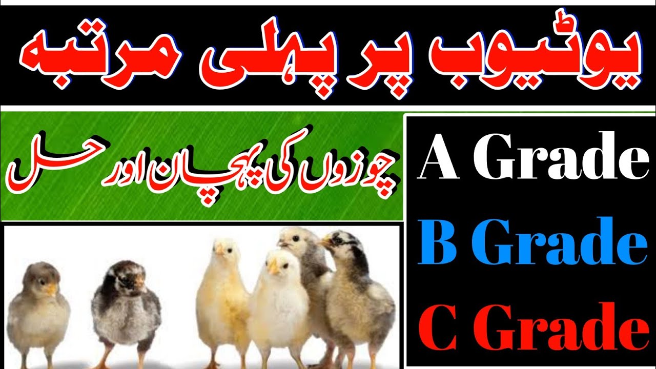 What is the difference between A B and C grade Chicks 2021