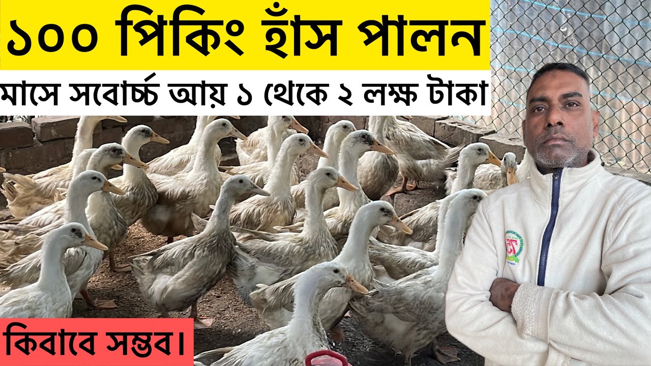 ১০০ পিকিং স্টার হাঁস পালন সবোর্চ্চ কত টাকা আয় করা সম্ভব | Peking duck farm | Peking duck | Aminagro 