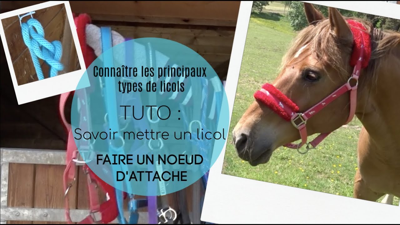Tout savoir sur les licols 🐴