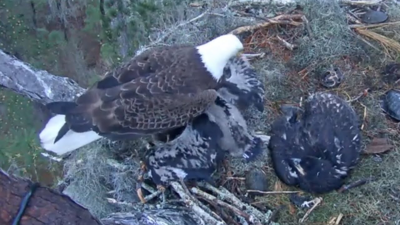 Hungry small eaglet searching food in Mom's empty talons | Kisatchie National Forest E-1 | Mar 8, 26