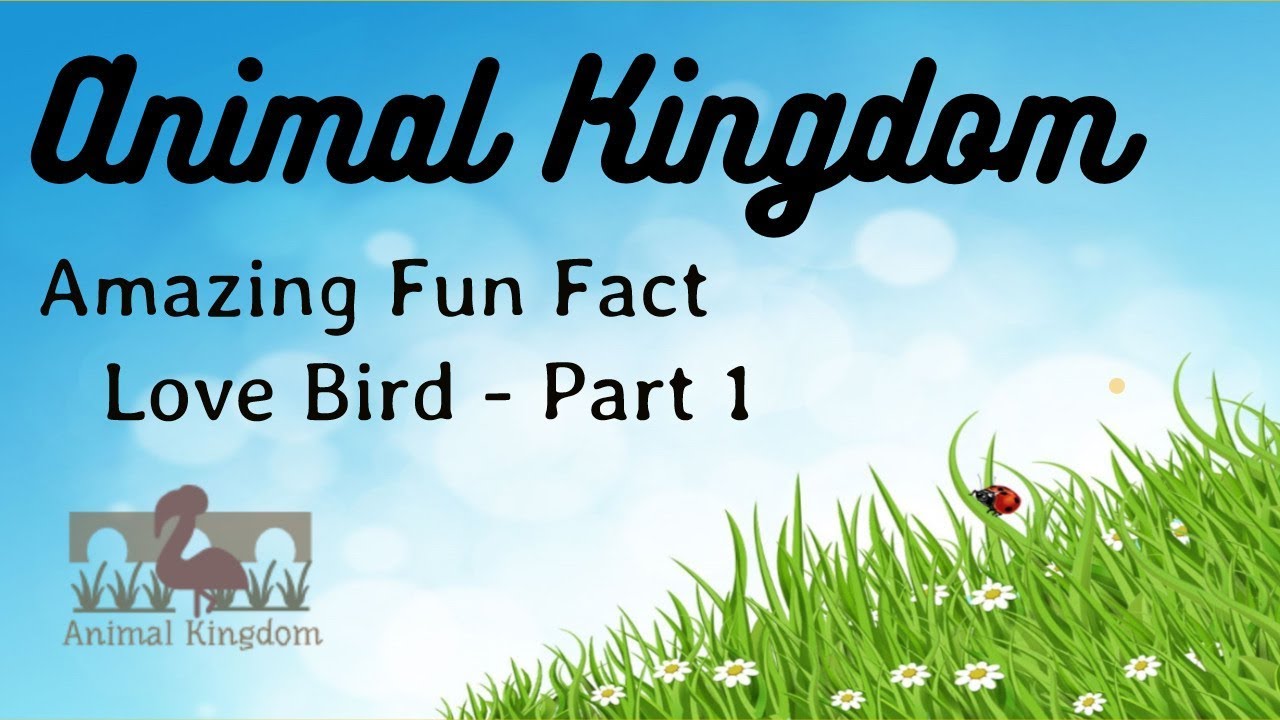 Animal Kingdom - Amazing Fun Fact about Love Bird &ndash; Part 1