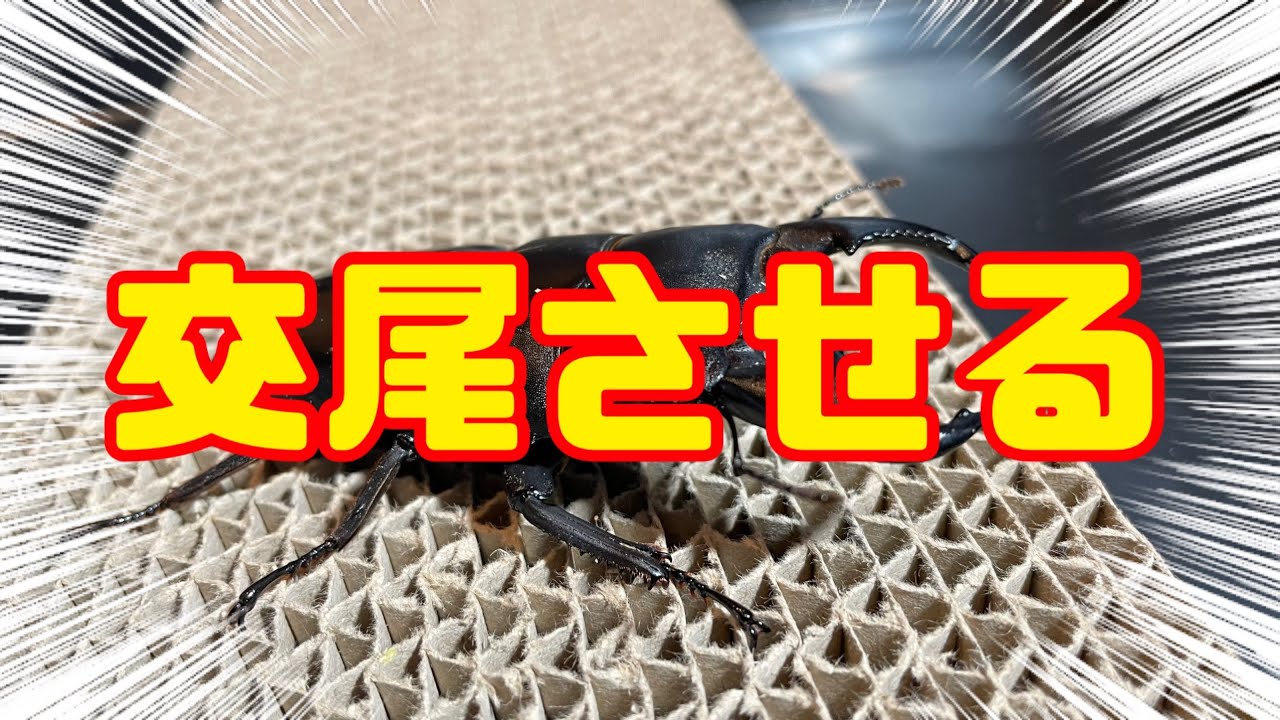 超簡単！スマトラオオヒラタクワガタの交尾方法！
