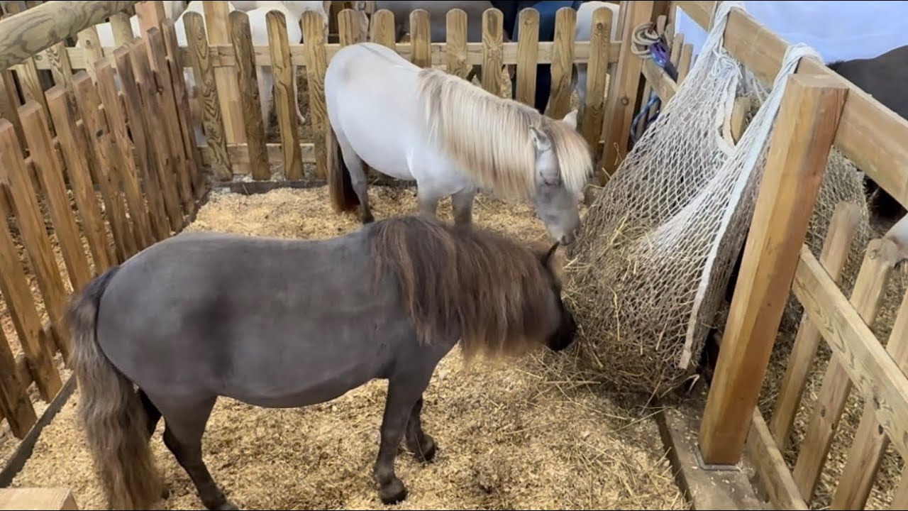 Beautiful Miniature Horses 🐴 happy little Ponies 🐴 Hungry Horses 🐎 