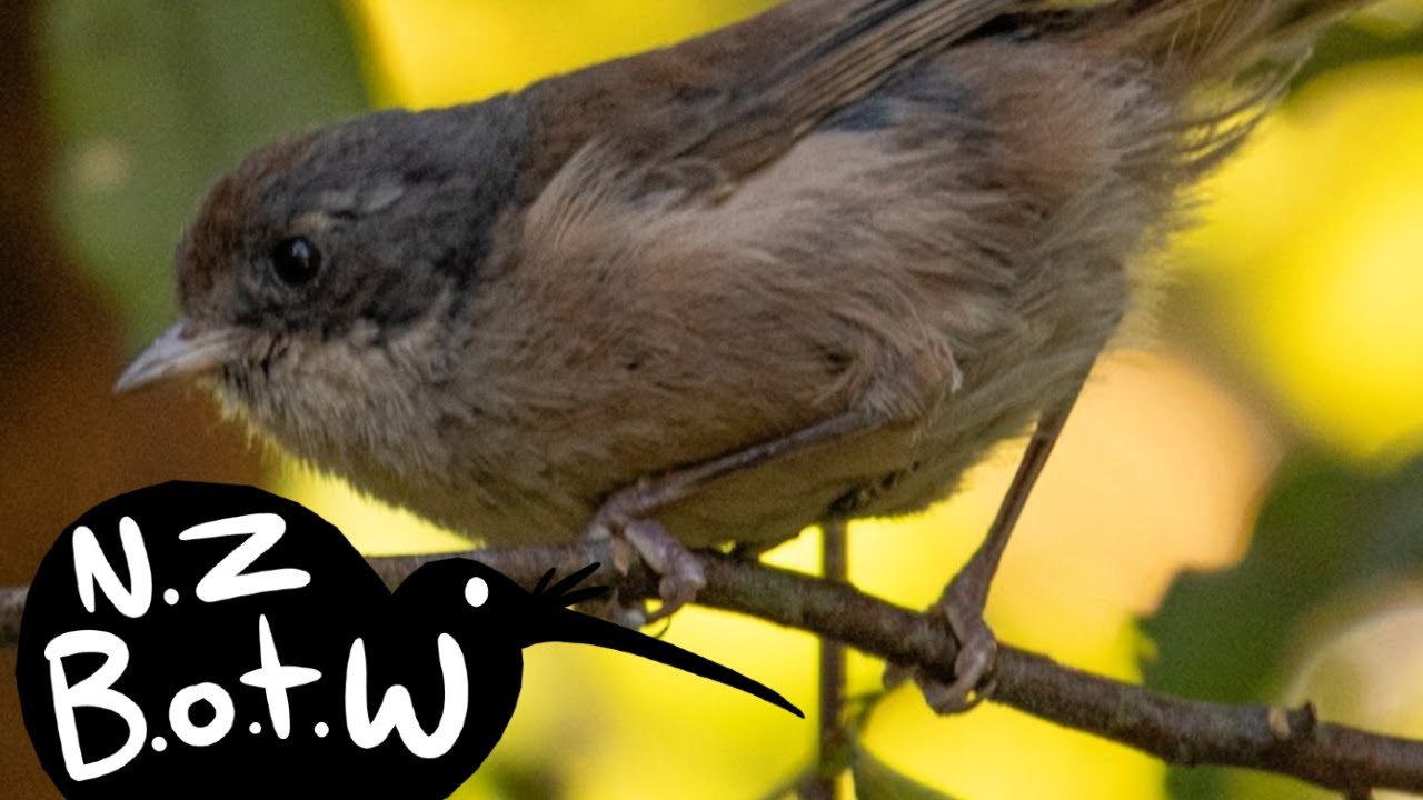 Brown creeper - New Zealand Bird of the Week