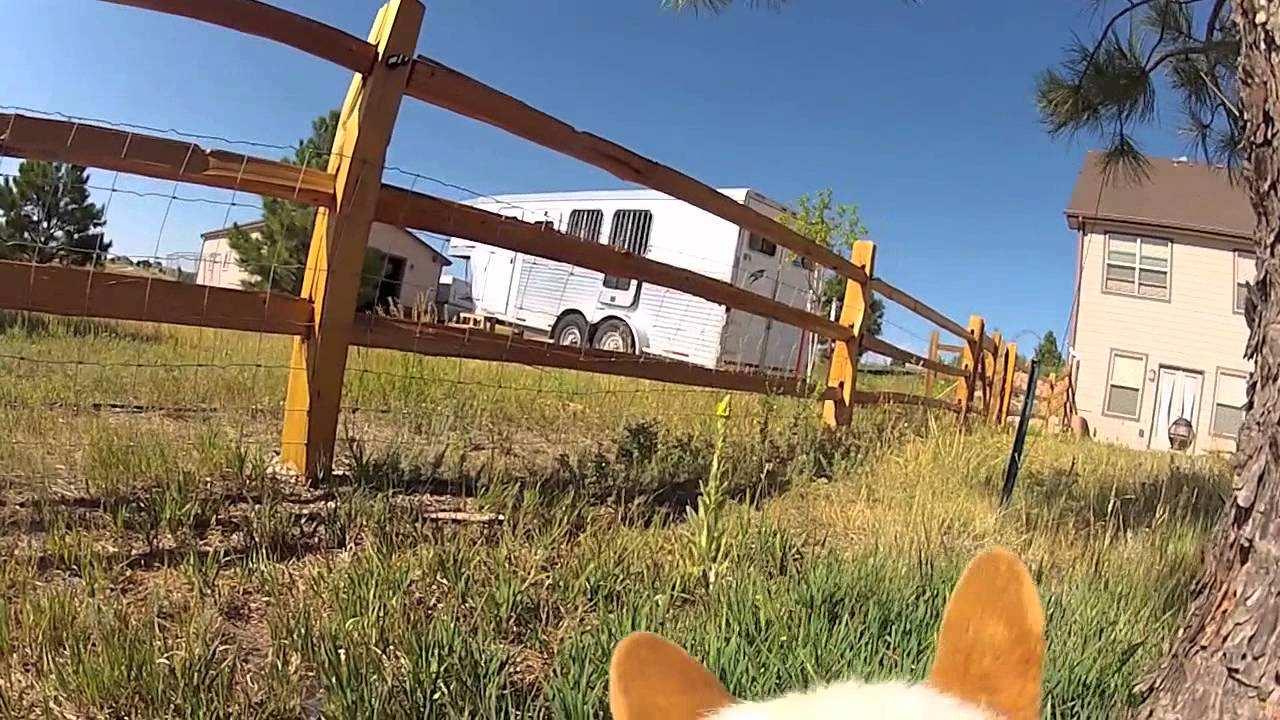Corgi Cam