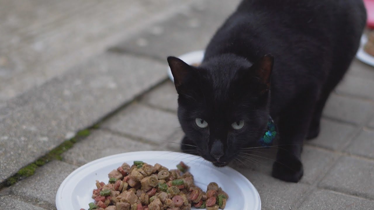 Valdemaqueda reduce su colonia de gatos callejeros