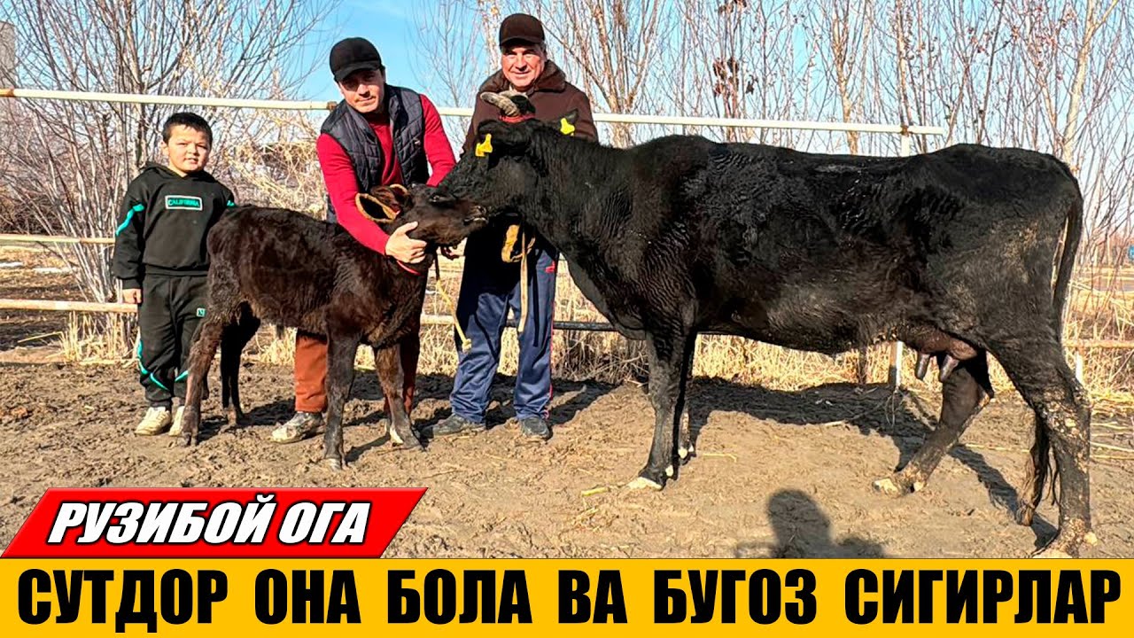 СУТДОР ОНА БОЛА ВА БУГОЗ СИГИРЛАР АРЗОН НАРХДА 08-02-2026