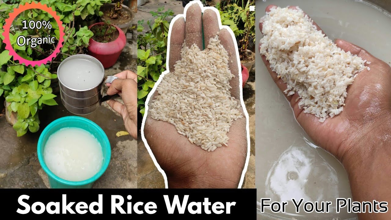 Use Rice Water For Your Plants Best Organic Fertilizer | How To Use Soaked Rice Water To Plants