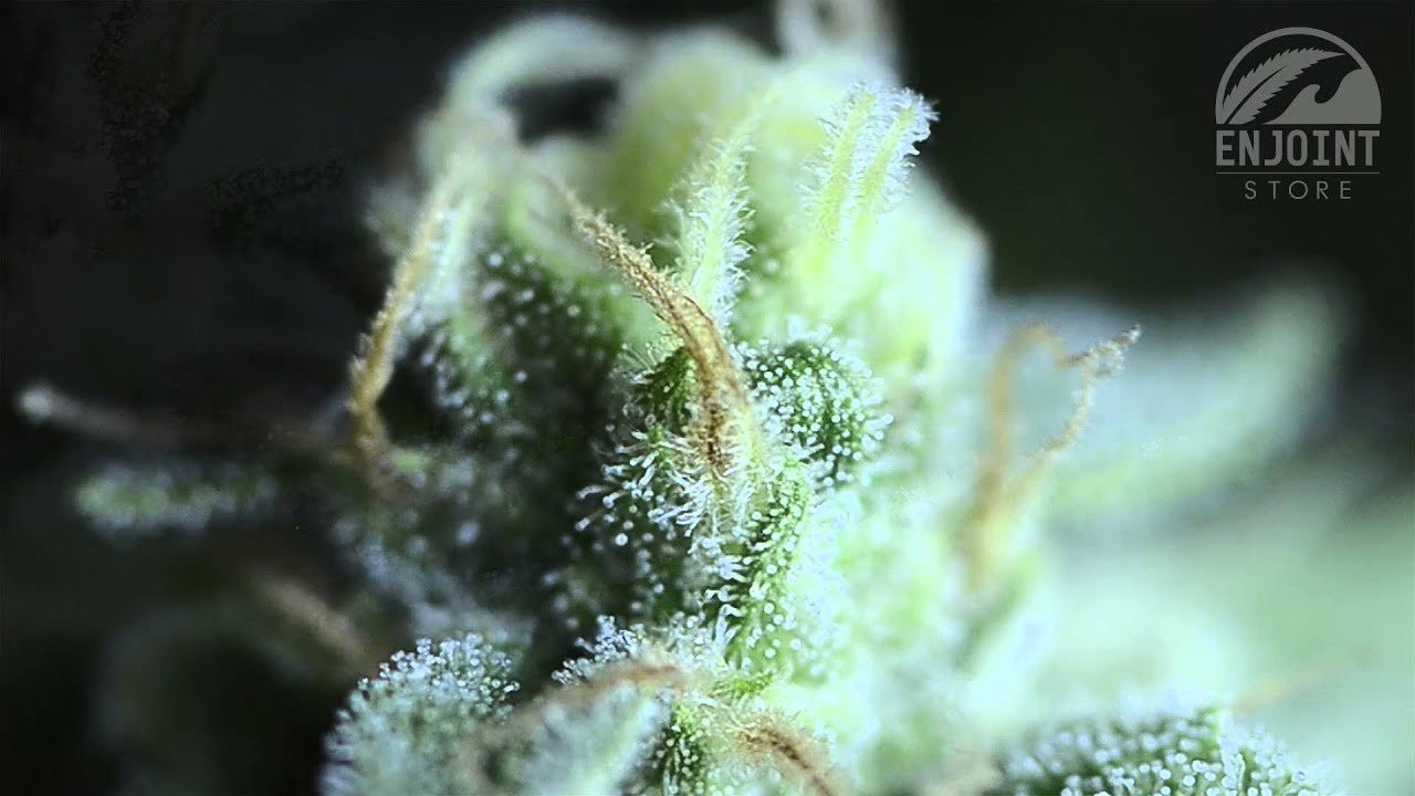 T.H. SEEDS &middot; BUBBLEGUM STRAIN