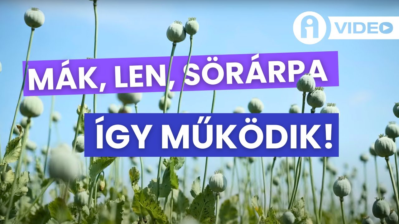 Növények, amikkel alacsonyabb költség mellett lehet nyerni