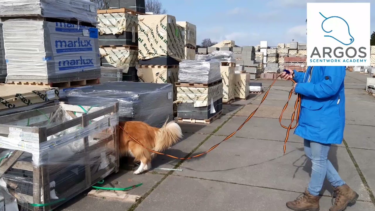 Detectie & probleemoplossend vermogen