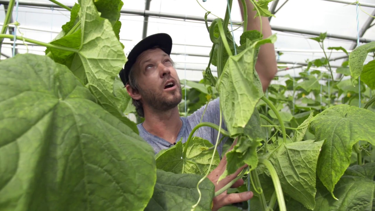 The Market Gardener's Masterclass - Update