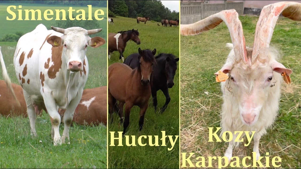 Kozy Karpackie, Bydło Simentalskie i Konie Huculskie w Odrzechowej