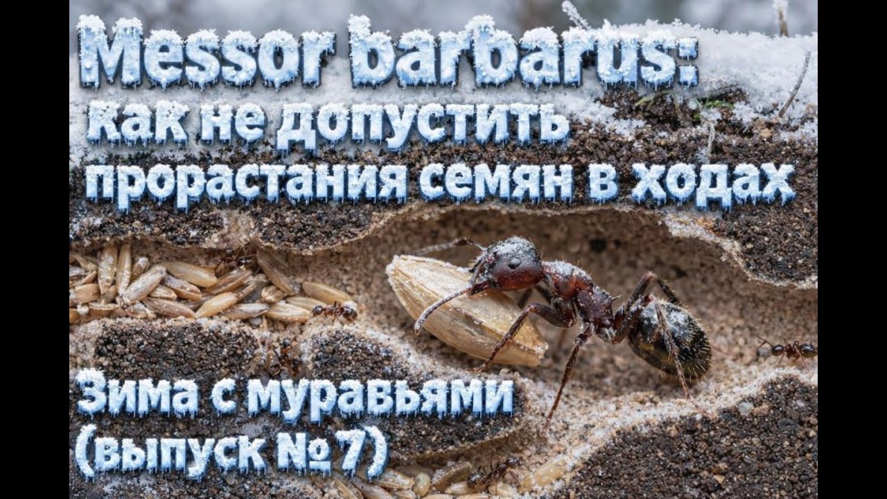 Messor barbarus: как не допустить прорастания семян в ходах | Зима с муравьями (выпуск № 7)