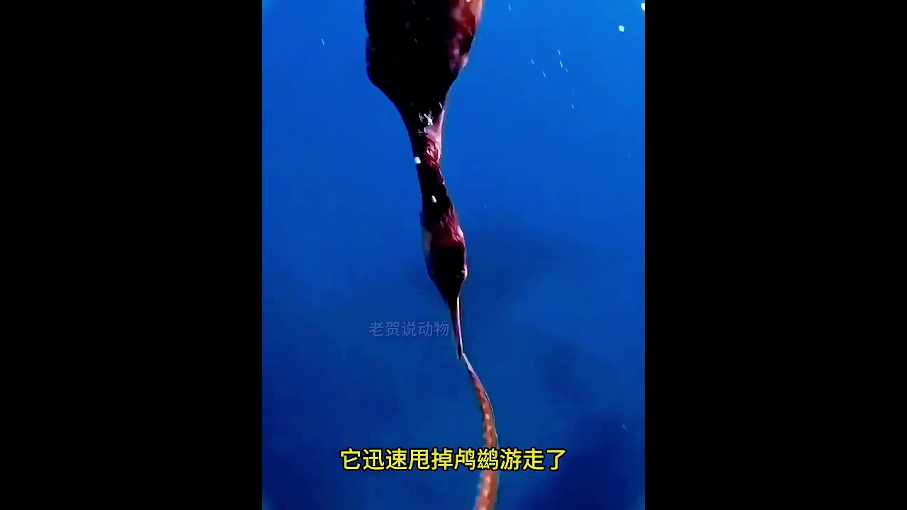 鸬鹚吃鱼，真不愧是动物界里的大胃王 #野生动物零距离 #动物世界 #动物的迷惑行为 #鸬鹚 #鸬鹚捕鱼