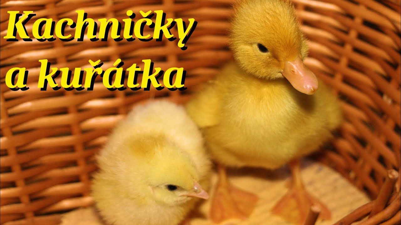 Kuřátka a kachničky brojleři