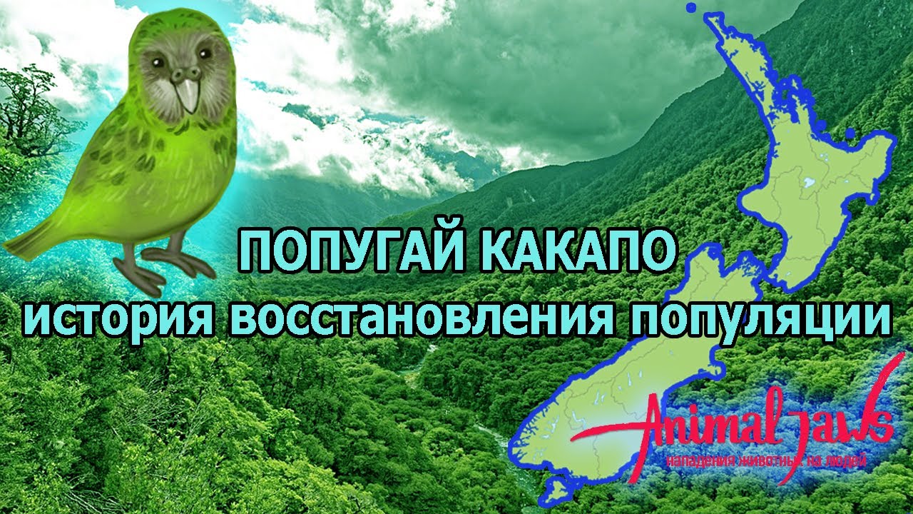 Попугай какапо: история восстановления популяции