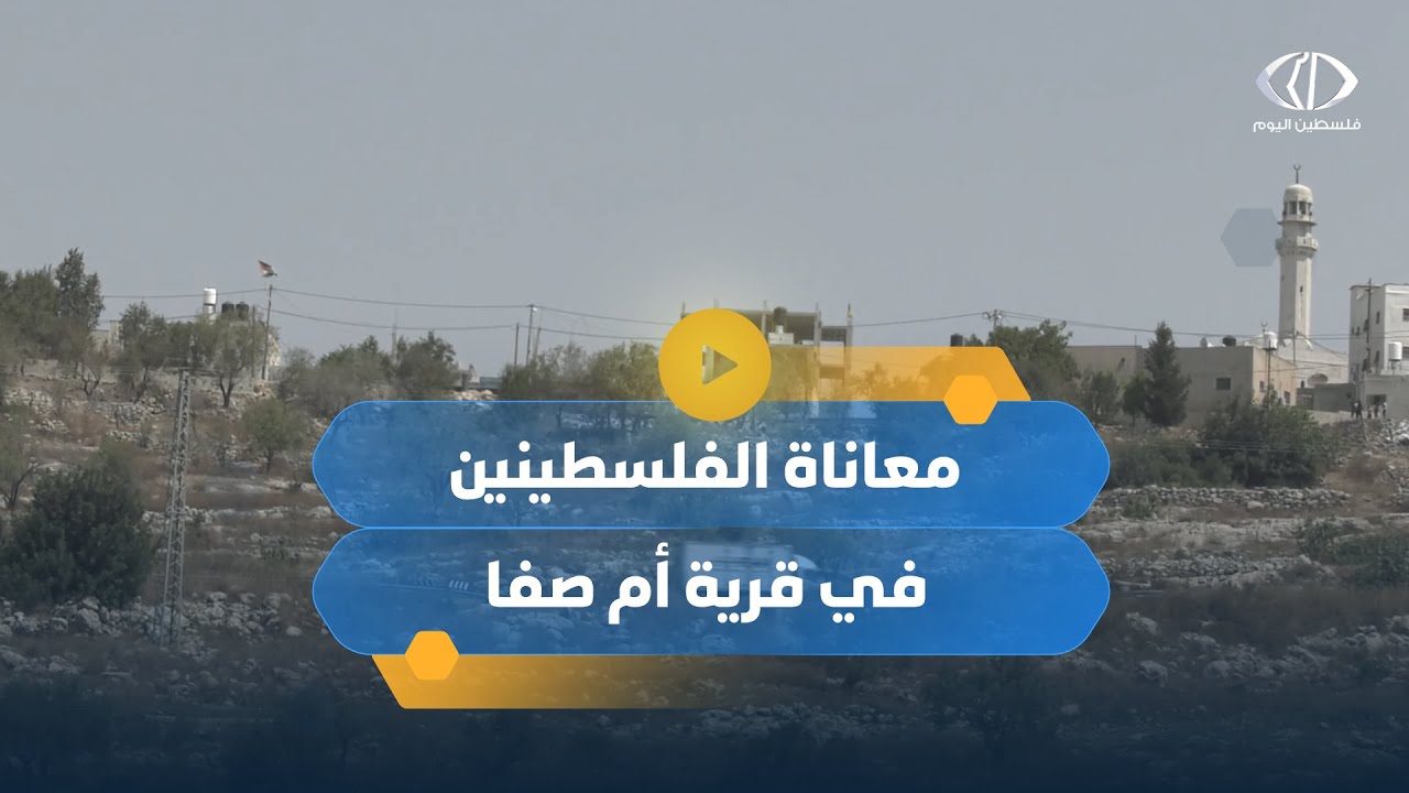 أصحاب الأراضي جنوب قرية أم صفا قضاء رام الله يعانون من مستوطنين يرعون أبقارهم فيها ويخربون أشجارها
